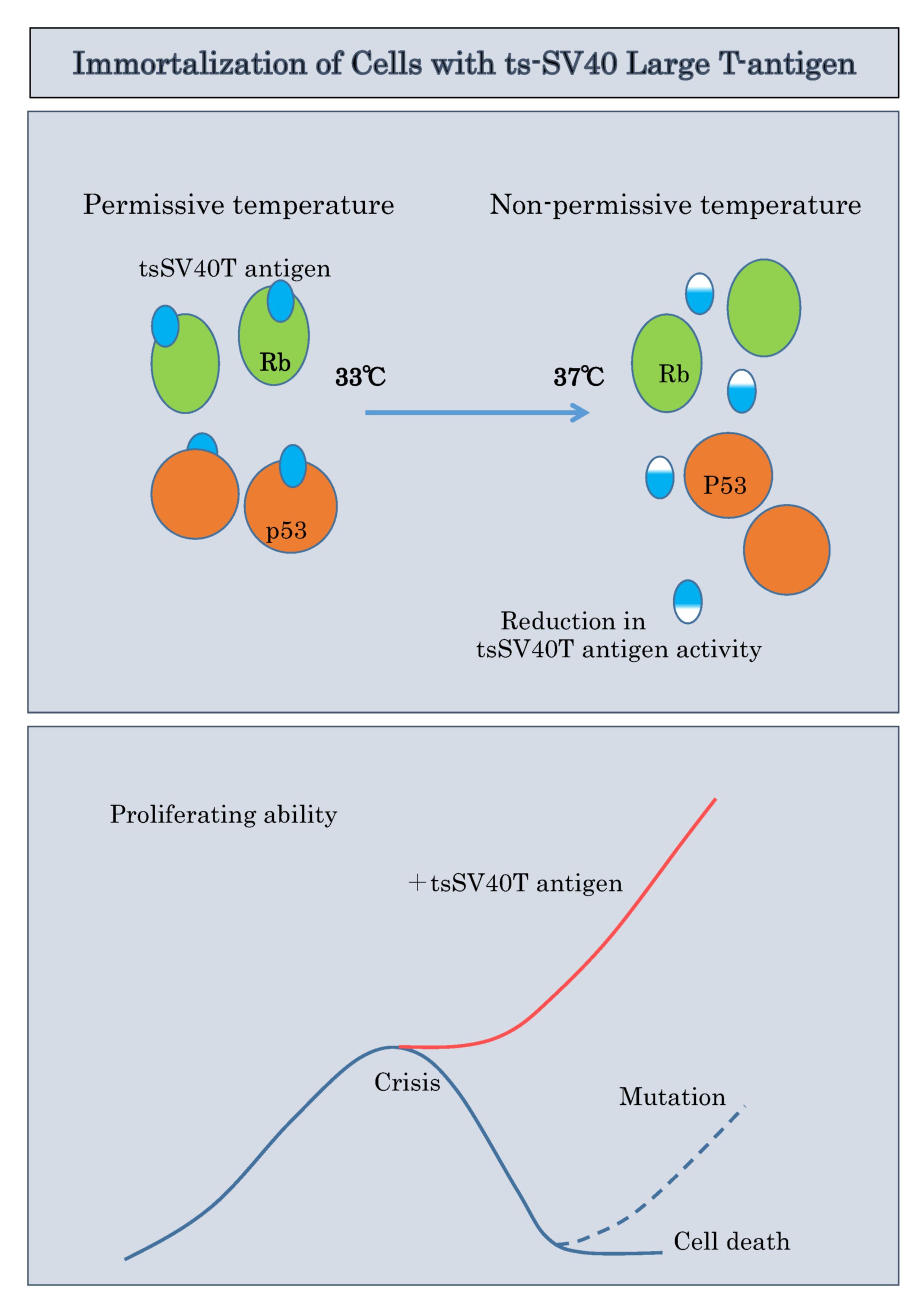 Rb及びｐ53がん抑制遺伝子産物の活性がシフトされた温度の下でSV40ラージT抗原により制御される