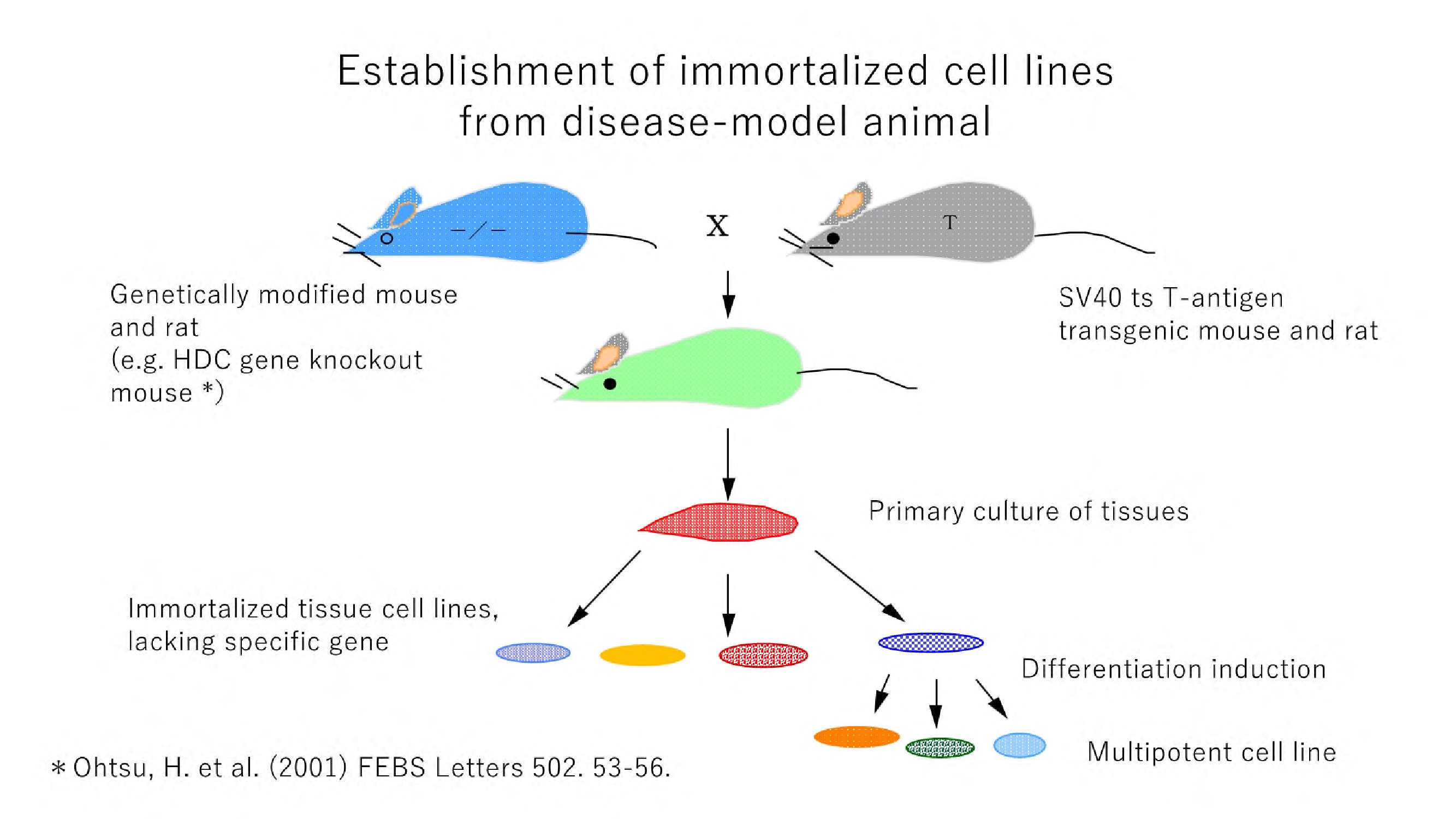 疾患モデル動物と不死化遺伝子導入動物との交配によって得られる不死化遺伝子導入細胞株を病態解析に応用